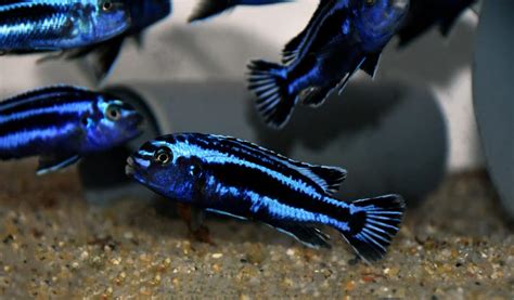 Which Types Of African Cichlids Can Be Kept Together? (Complete List)