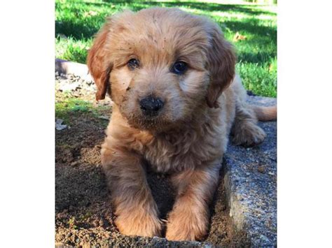 mini goldendoodle puppies for sale Arch Cape - Puppies for Sale Near Me