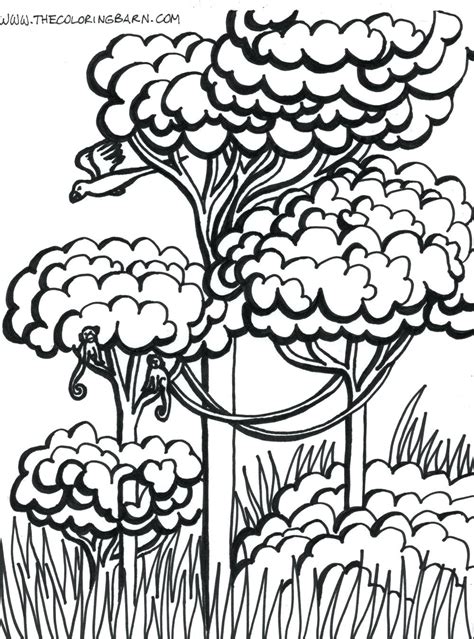 8 Beautiful Rainforest Coloring Page Images Tree Coloring Page | Images and Photos finder