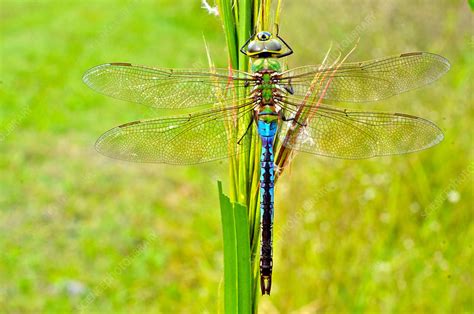 Green Darner Dragonfly - Stock Image - F031/6044 - Science Photo Library