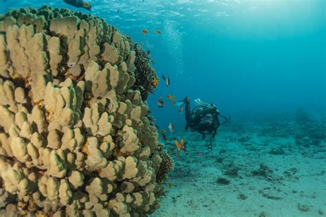 Coral reef and water plants in the Red Sea, Eilat Israel 4256270 Stock ...