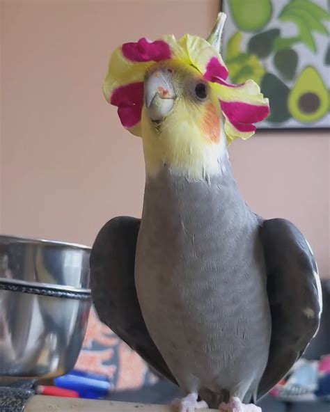 My cockatiel loves singing 'I'm a Little Teapot'