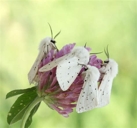 White Ermine moths on clover. Image | Sergei Talanov, 35PHOTO ...