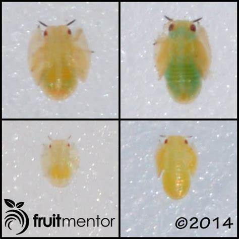 Asian Citrus Psyllids: Elusive, but Spreading - fruitmentor™