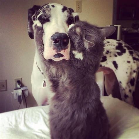 15 Surprising Dog Friendships | Rover Blog