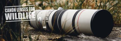 Best Canon Lenses for Wildlife Photography- Ultimate Guide (April 2018)