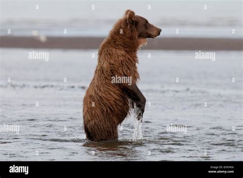 Brown bear standing up looking for salmon in Lake Clark National Park, AK Stock Photo - Alamy