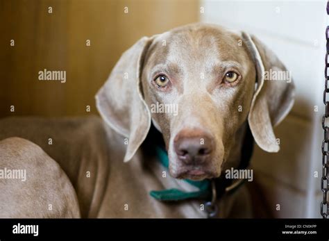 A weimaraner hunting dog looking into the camera with ears perked Stock Photo - Alamy