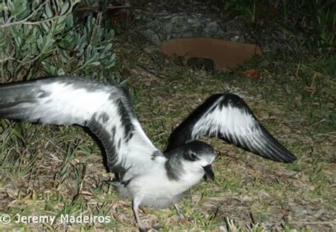 Bermuda Petrel - Species Information and Photos