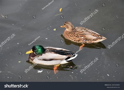 Male Female Mallard Duck Swimming On Stock Photo 2207078987 | Shutterstock