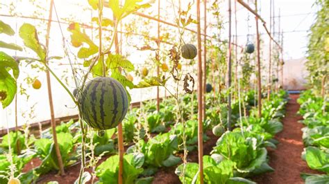 Watermelon Plant Spacing: How Far Apart Should They Plant