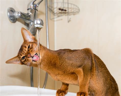 Abyssinian Cat Personality Traits - AbyssinianCat.org