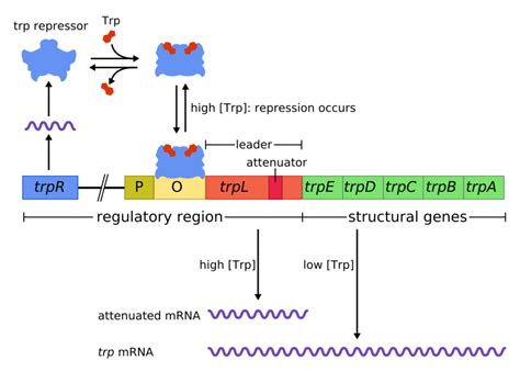 Prokaryotic gene regulation- Trp Operon – Understanding Gene Regulation and Gene expression