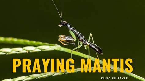 3 Praying Mantis Style(s) Of Kung Fu » Enter Shaolin | Learn Kung Fu Online