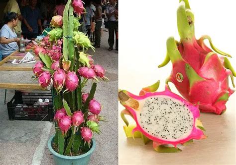 100 SEEDS BONSAI STRAWBERRY PEAR SEEDS DRAGON FRUIT PITAYA FRUIT ...