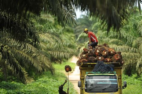 Perkembangan Industri Kelapa Sawit di Indonesia - Widya Robotics