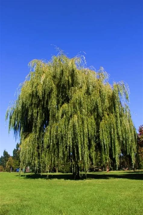 Buy Weeping Willow Trees Online | The Tree Center