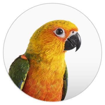 PetSmart offers a diverse range of bird breeds for sale. – Nature Blog ...