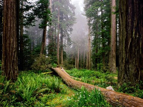 Fallen Nurse Log, Redwood National Park, California |indonesian-best-travel