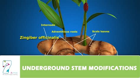 UNDERGROUND STEM MODIFICATIONS - YouTube