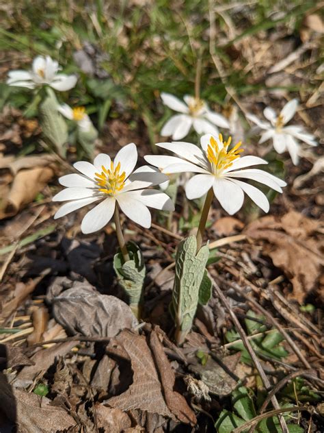 Forest wildflowers and their overstory trees are changing with climate ...