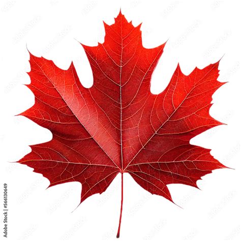 leaf09 red sugar maple leaf leaves plant nature foliage stalk green ...