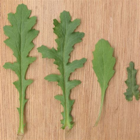 Common groundsel (Senecio vulgaris) - WeedWise Program