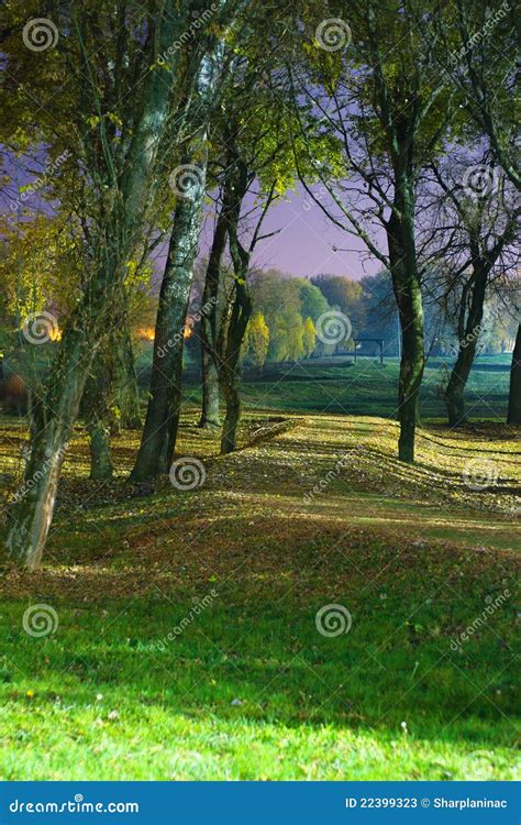 Night Shot of Path through Forest in Autumn Stock Image - Image of evening, park: 22399323