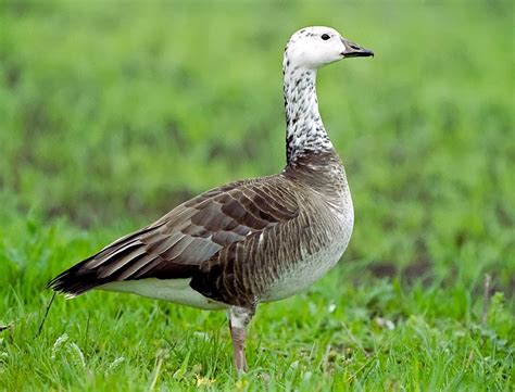 Bird Hybrids: Snow Goose x Canada Goose