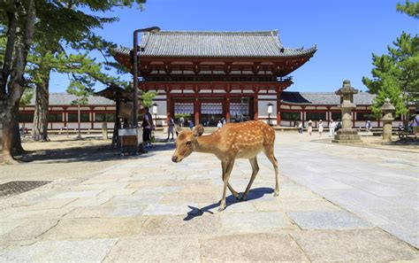 Nara: City of Temples - Part 1 | Work in Japan for engineers