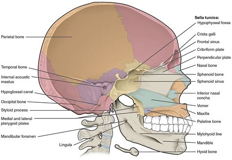 This diagram shows the sagittal section of the skull and identifies the major bones and cavities ...