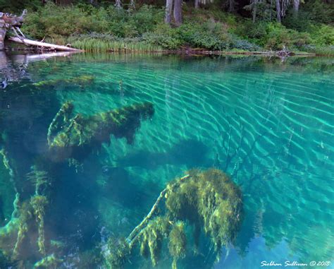 Clear Lake Underwater Worlds: WPC - bend branches