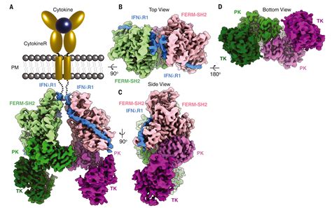 Structure of a Janus kinase cytokine receptor complex reveals the basis ...