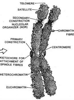 Chromosome Ultra Structure ~ Biology Exams 4 U