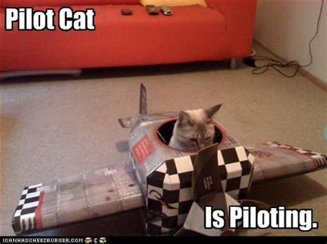 20 best images about Pilot Cats (Aviation Humor) on Pinterest | Grumpy cat humor, Cat costumes ...