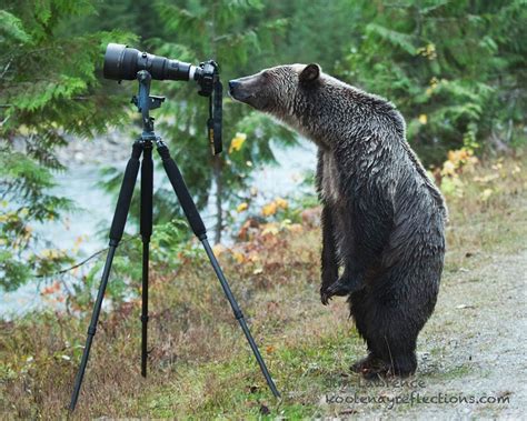 21+ Animals That Want To Be Photographers | Bored Panda