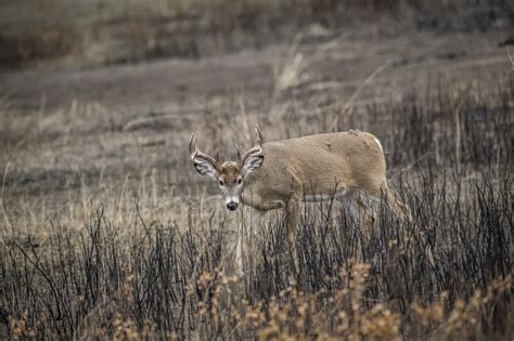 Deer Science: How Antlers Grow Bowhunters United