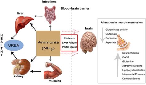 High Ammonia Levels In The Body