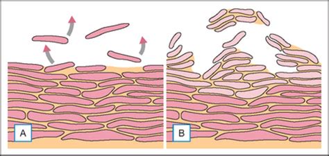 Cosmeceuticals: Function and the Skin Barrier | Clinical Gate