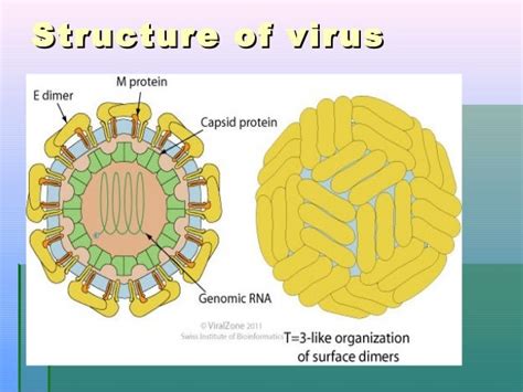 Dengue virus