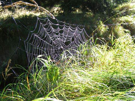 Spider's Net Free Stock Photo - Public Domain Pictures