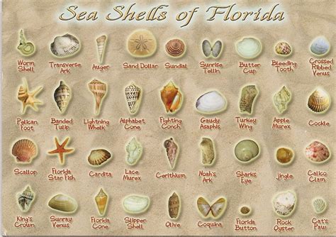 PippiLottaPirat: Sea shells of Florida from Michalle from USA