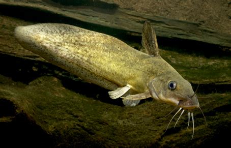 Eel-Tailed Catfish - Sustainability - University of Queensland