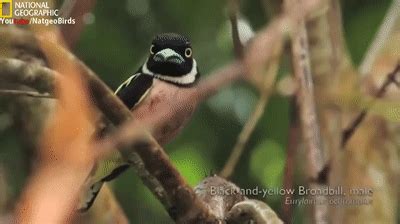 Nat Geo Wild Birds | Most Beautiful Colorful Birds ( National ...