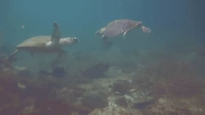 sea turtle gifs | WiffleGif