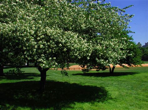 Washington Hawthorn In Central Park