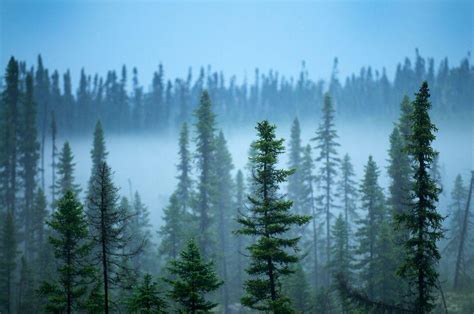 Boreal Forest Wallpapers - Top Free Boreal Forest Backgrounds ...