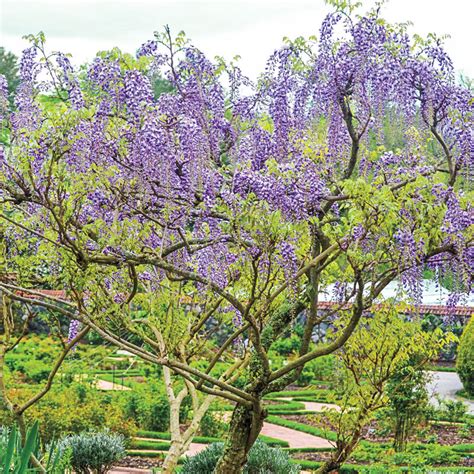 Tree Wisteria | Gurney's Seed & Nursery Co.