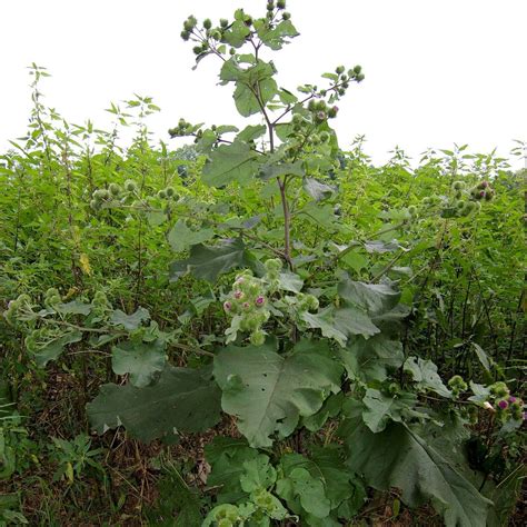 Burdock TAKINOGAWA LONG 15 Seeds vegetable garden ASIAN japanese EDIBLE ...