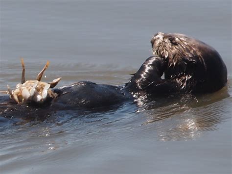 Southern Sea Otter, Enhydra lutris nereis | Monterey Co. CA … | Flickr